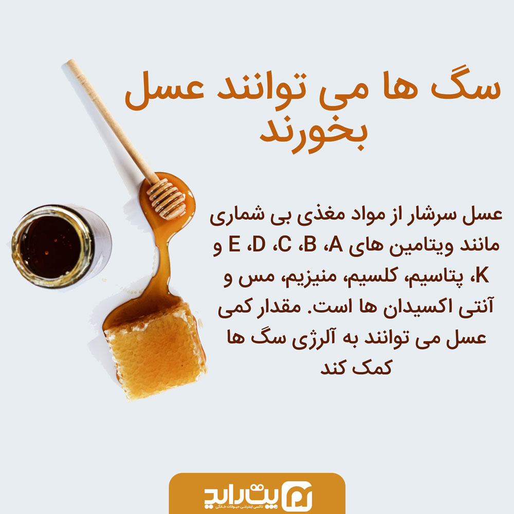 عسل در تغذیه سگ